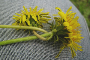 Vlekken van paardebloemen verwijderen