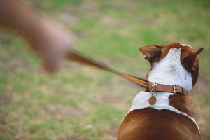 Een hond spenen tijdens een wandeling