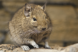 Hoe zorg je voor degu