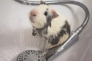 Een cavia baden