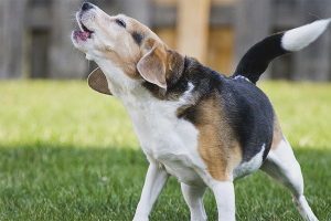 Hoe een hond te spenen om naar andere honden te blaffen