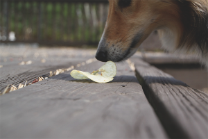 Hoe een hond te spenen om op straat eten op te halen