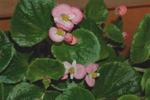 Begonia laten groeien