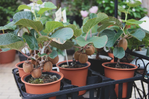 Kiwi laten groeien