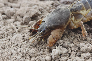 Hoe om te gaan met een beer in de tuin