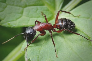 Hoe om te gaan met mieren in de tuin