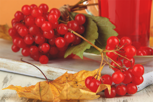 Hoe viburnum voor de winter te koken