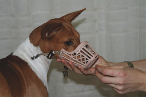 Hoe een hond te trainen voor een snuit