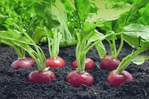 Hoe radijs in de volle grond te planten