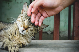 Hoe maak je een kat aanhankelijk?