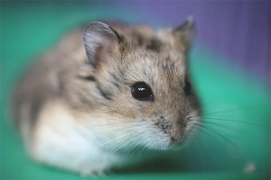 Hoe zorg je voor een jungarik van een hamster