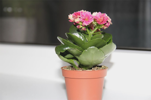 Hoe zorg je voor Kalanchoe