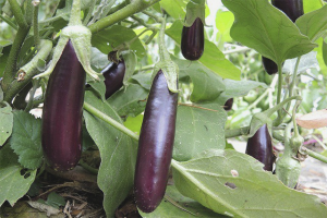 Hoe aubergine in de volle grond te laten groeien