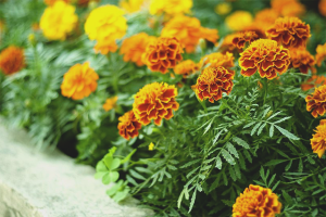 Goudsbloemen kweken uit zaden