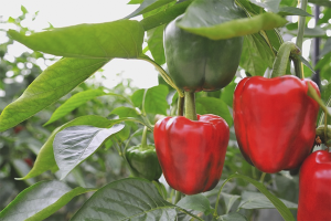 Hoe paprika te laten groeien