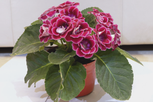 Hoe gloxinia uit zaden te laten groeien