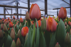 Tulpen kweken in een kas