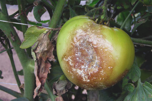 Hoe tomaten te beschermen tegen Phytophthora