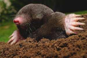 Hoe om te gaan met moedervlekken in de tuin