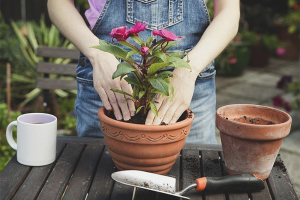 Hoe een bloem in een andere pot te verplanten