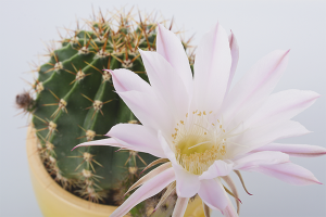 Hoe cactussen te laten bloeien