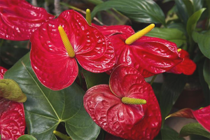 Waarom bloeit Anthurium niet