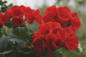 Waarom geranium binnenshuis niet bloeit