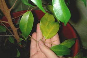 Waarom worden ficusbladeren geel en vallen ze