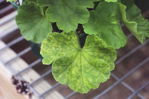 Waarom worden geraniums geel en droog?