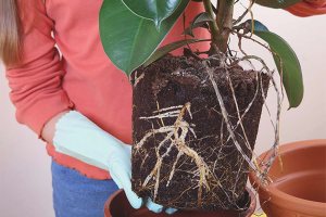 Hoe ficus te transplanteren