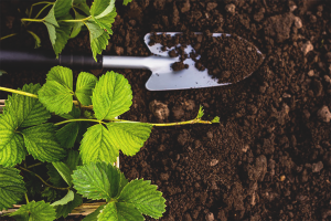 Hoe de grond voor te bereiden op het planten van aardbeien