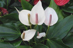 Waarom spathiphyllum niet bloeit