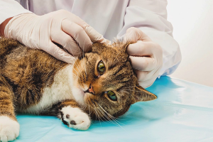 Hoe u de oren van uw kat kunt schoonmaken