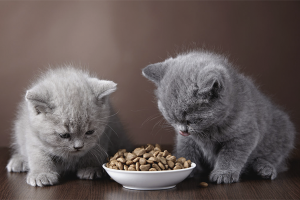 Hoe een kitten te trainen in droogvoer