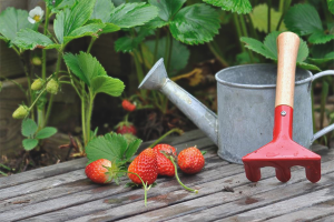 Hoe aardbeien in de herfst te voeren