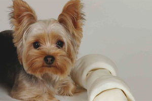 Hoe zorg je voor de Yorkshire Terrier