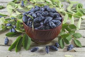 היתרונות והנזקים של יערה