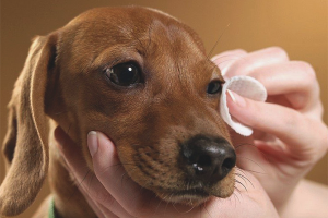 Hoe de ogen van een hond te spoelen