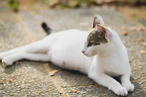 Hoe te begrijpen dat een kat drachtig is