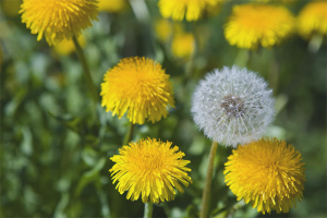 De voordelen en nadelen van paardebloemen