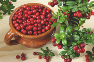 Lingonberry tijdens de zwangerschap