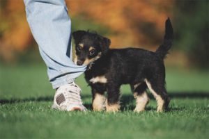 Hoe een puppy te spenen om te bijten en op benen te grijpen