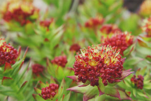 Therapeutische eigenschappen en contra-indicaties van Rhodiola rosea