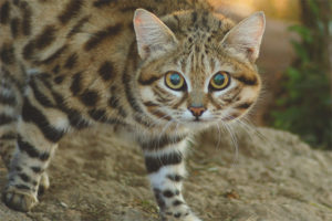 Afrikaanse zwartvoetige kat