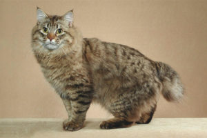 Amerikaanse bobtail