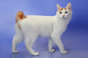 Japanse bobtail