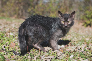 Lika (weerwolfkatten)