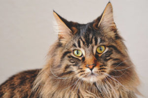 Maine coon