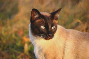 Siamese kat