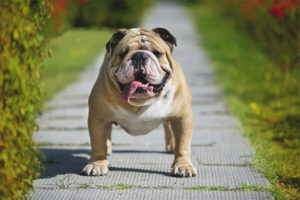 Engelse bulldog